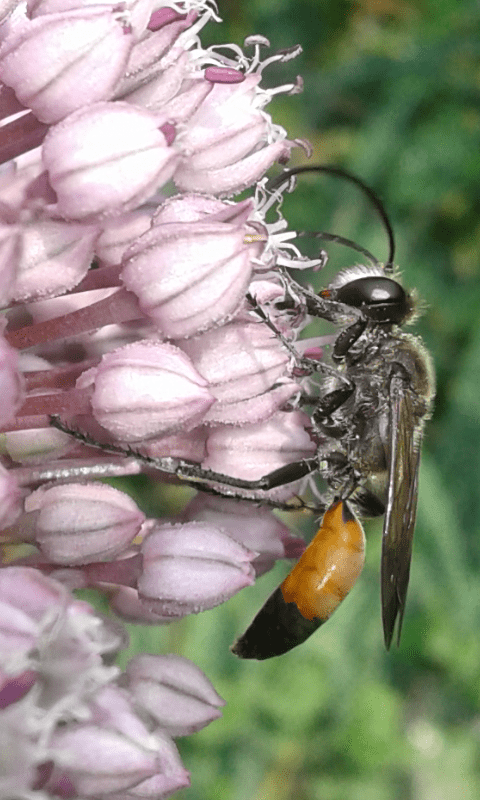 Sphex sp. (Sphecidae)?  S, Sphex cfr. funerarius, m & f